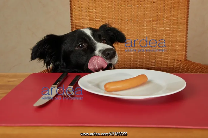 : Border Collie looks at the table with sausages on : Border Collie looks at the table with sausages on