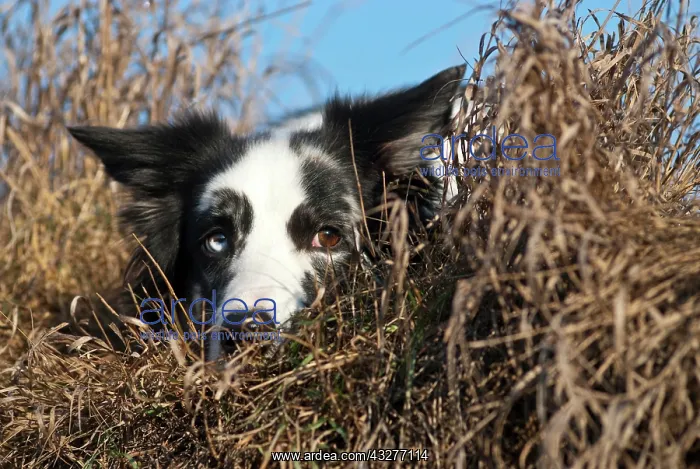 : Border Collie, lying : Border Collie, lying