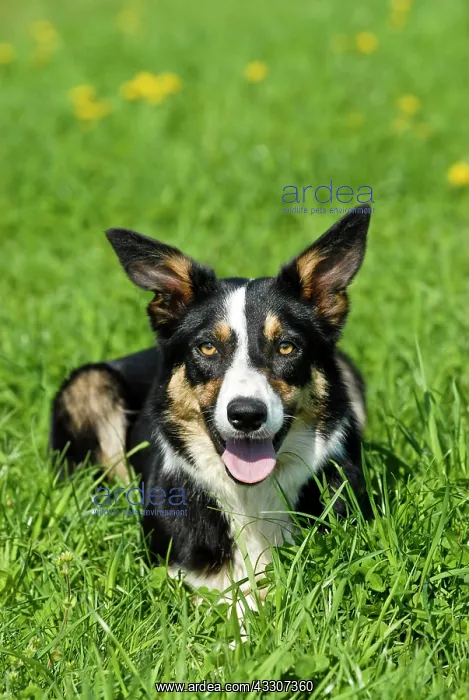 : Border Collie lying in grass : Border Collie lying in grass