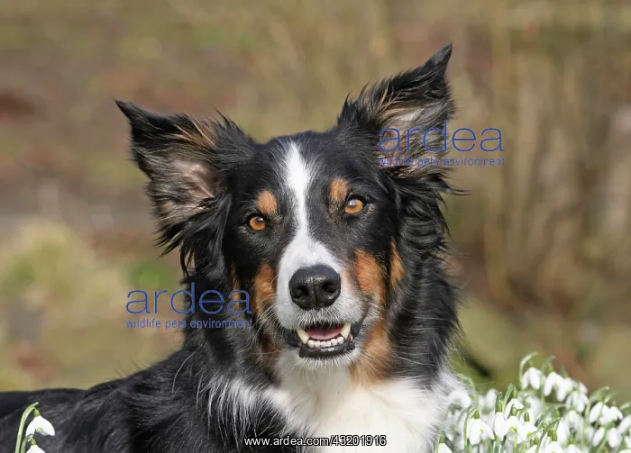 : Border Collie lying between snowdrops Border Collie : Border Collie lying between snowdrops Border Collie