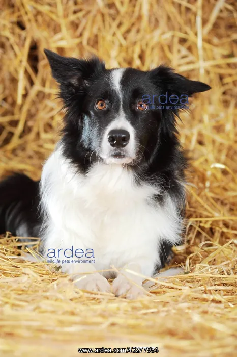  : Border Collie lying is the straw