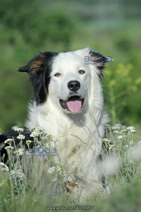 : Border Collie, male, tricolor, in flower field : Border Collie, male, tricolor, in flower field