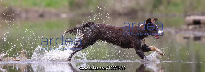 : border collie, Maryland : border collie, Maryland