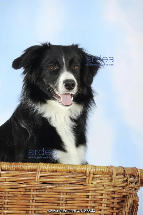 : Border Collie mixed breed, bitch, black and white : Border Collie mixed breed, bitch, black and white