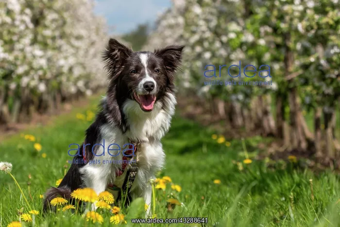: Border Collie in the old country, Germany, Europe : Border Collie in the old country, Germany, Europe