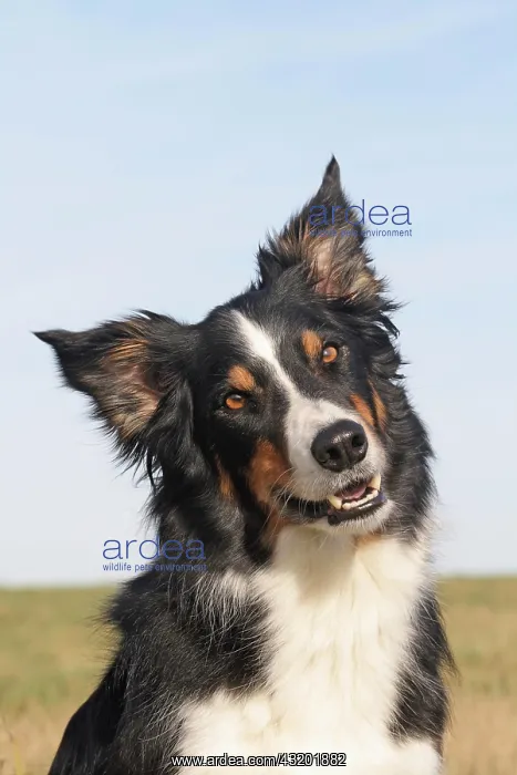 : Border Collie, portrait Border Collie Portr&, x4d2c; : Border Collie, portrait Border Collie Portr&, x4d2c;