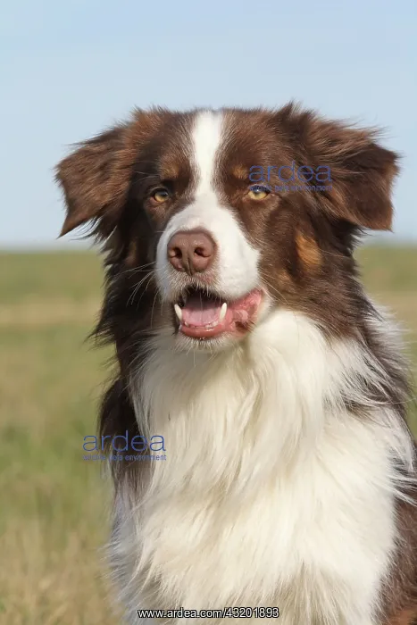: Border Collie, portrait Border Collie Portr&, x4d20;Aufnahme : Border Collie, portrait Border Collie Portr&, x4d20;Aufnahme
