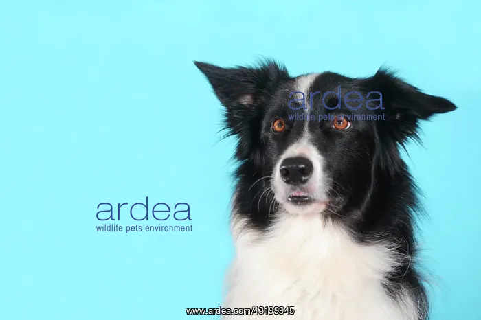  : Border Collie, portrait, in front of turquoise