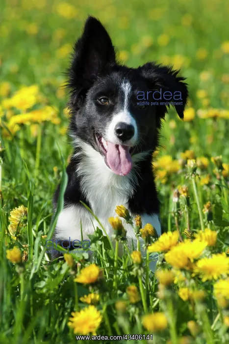 : Border collie, puppy with one ear hanging down : Border collie, puppy with one ear hanging down
