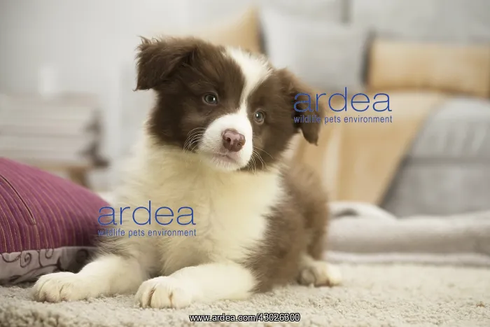  : Border Collie Puppy indoors
