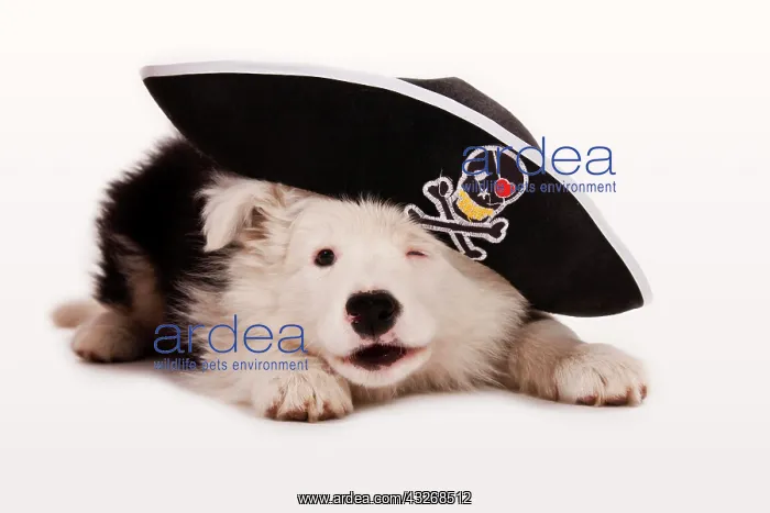 : Border Collie puppy as a pirate : Border Collie puppy as a pirate
