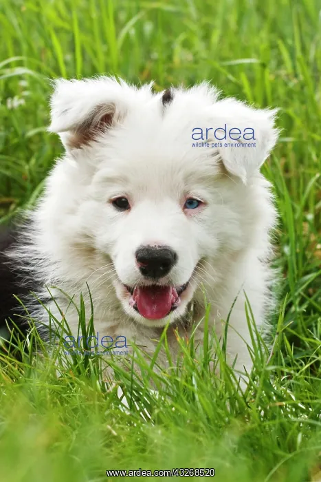 : Border Collie puppy, portrait : Border Collie puppy, portrait