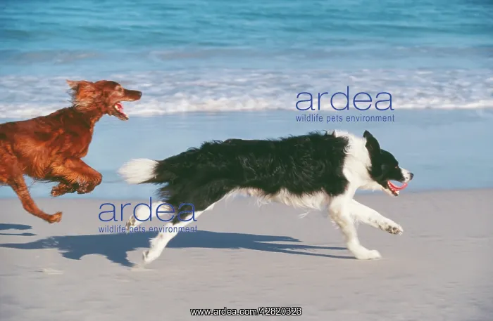  : BORDER COLLIE AND RED SETTER - DOGS
