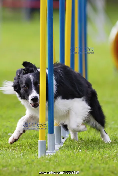 : Border Collie running through a slalom in an agility : Border Collie running through a slalom in an agility