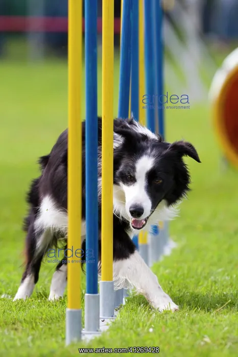  : Border Collie running through a slalom in an agility