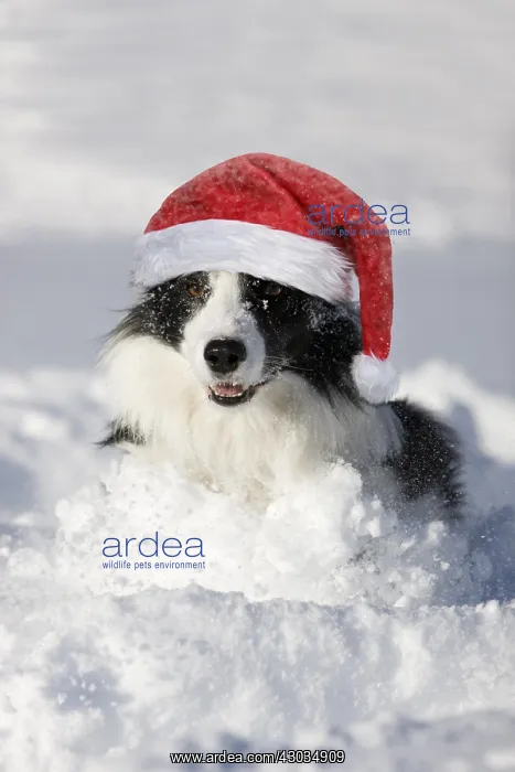  : Border Collie running in the snow wearing Christmas