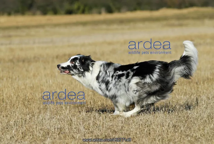 : Border Collie, running across a stubble field : Border Collie, running across a stubble field