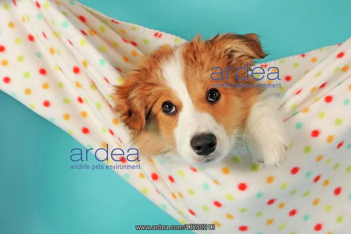 : Border Collie, sable, puppy, 14 weeks old : Border Collie, sable, puppy, 14 weeks old