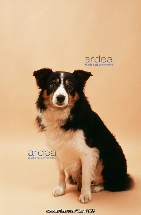  : BORDER COLLIE SHEEP DOG
