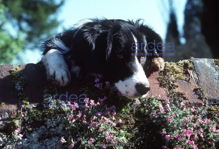 : BORDER COLLIE SHEEP DOG : BORDER COLLIE SHEEP DOG