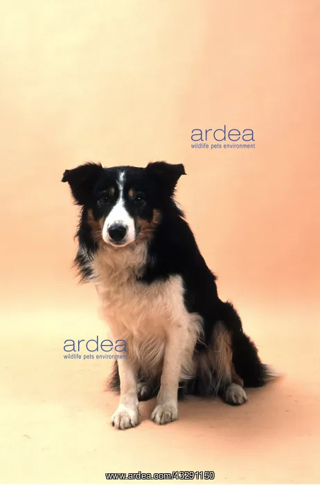 : Border Collie Sheep Dog - mature male : Border Collie Sheep Dog - mature male