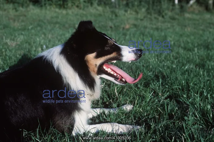 : BORDER COLLIE SHEEP DOG - panting : BORDER COLLIE SHEEP DOG - panting