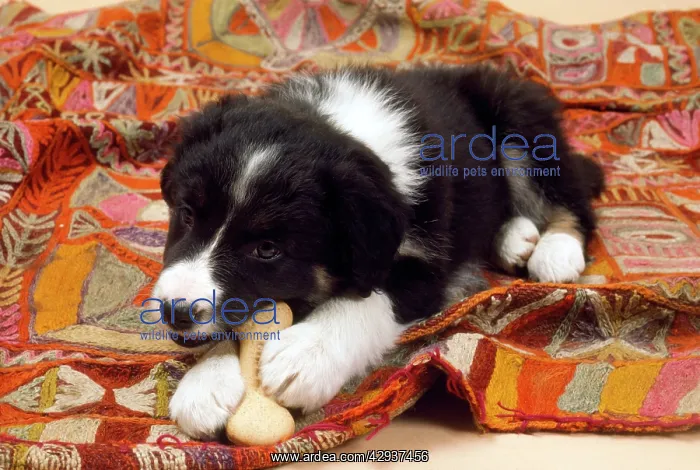  : Border Collie Sheep Dog - puppy gnawing bone