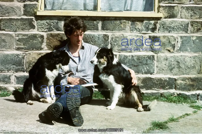  : Border Collie Sheep Dogs - with young shepherd