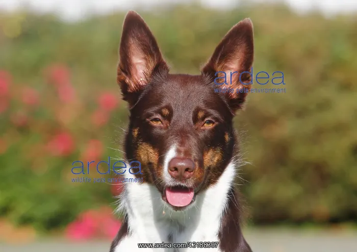: Border Collie Shorthair, bitch, 3 years, tricolor : Border Collie Shorthair, bitch, 3 years, tricolor
