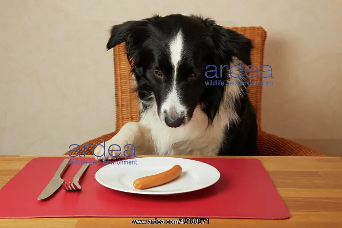 : Border Collie sits at the table with sausages on : Border Collie sits at the table with sausages on
