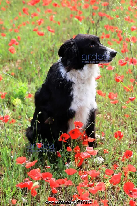 : Border collie sitting in a field of poppies in bloom : Border collie sitting in a field of poppies in bloom