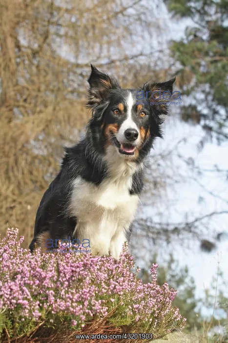 : Border Collie sitting on a rock next to Erica heather : Border Collie sitting on a rock next to Erica heather