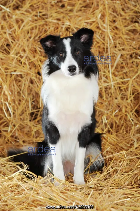 : Border Collie, sitting in straw : Border Collie, sitting in straw