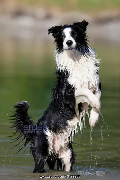 : Border Collie standing on its hind legs in water : Border Collie standing on its hind legs in water