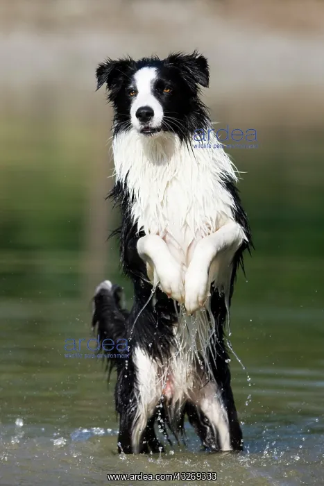 : Border Collie standing on its hind legs in water : Border Collie standing on its hind legs in water