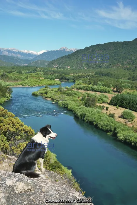 : Border Collie on a viewpoint over the river valley : Border Collie on a viewpoint over the river valley