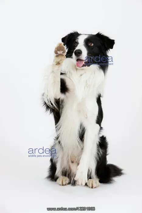 : Border Collie waving, male : Border Collie waving, male