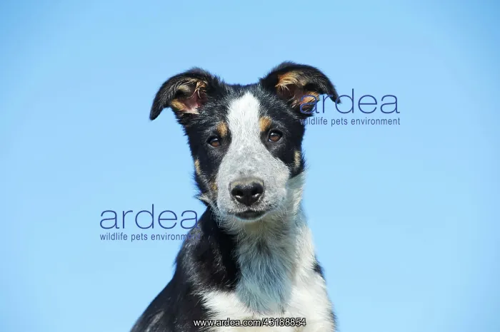 : Border Collie, young female, tricolor, animal portrait : Border Collie, young female, tricolor, animal portrait