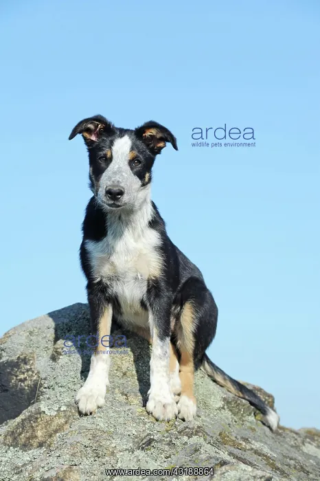 : Border Collie, young female, tricolor, sitting on : Border Collie, young female, tricolor, sitting on