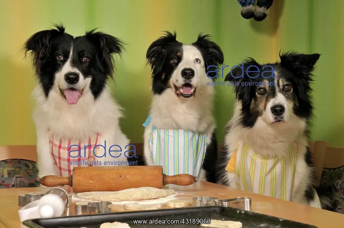 : Three Border Collies making biscuits : Three Border Collies making biscuits