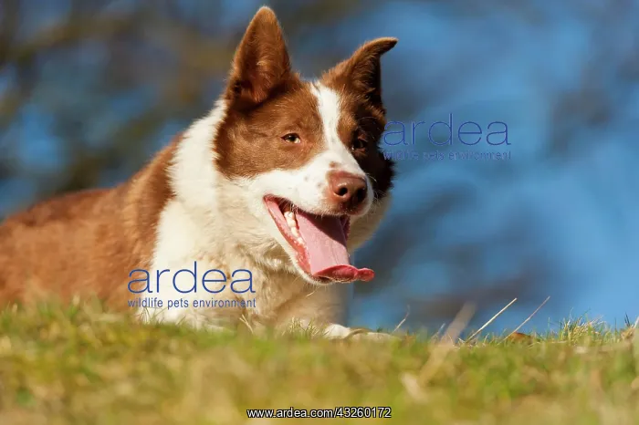 : Border Collies, pedigree dogs, herding dogs, domestic : Border Collies, pedigree dogs, herding dogs, domestic