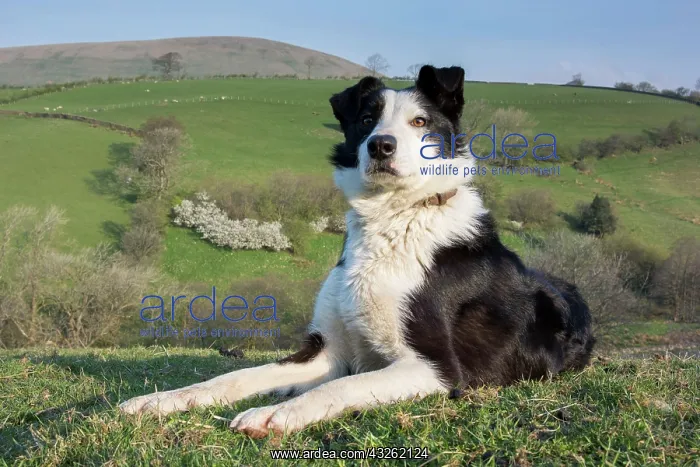 : Border Collies, pedigree dogs, herding dogs, domestic : Border Collies, pedigree dogs, herding dogs, domestic