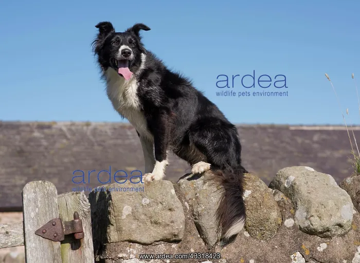 : Border Collies, pedigree dogs, herding dogs, domestic : Border Collies, pedigree dogs, herding dogs, domestic
