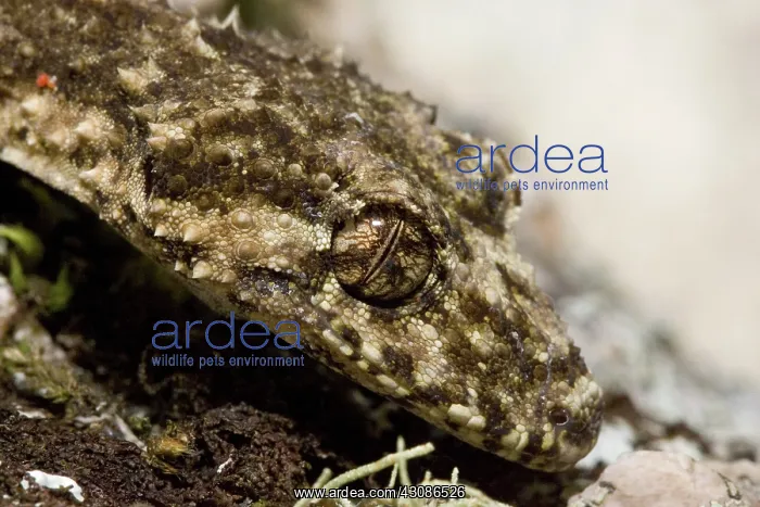: Border Leaf-tailed Gecko : Border Leaf-tailed Gecko