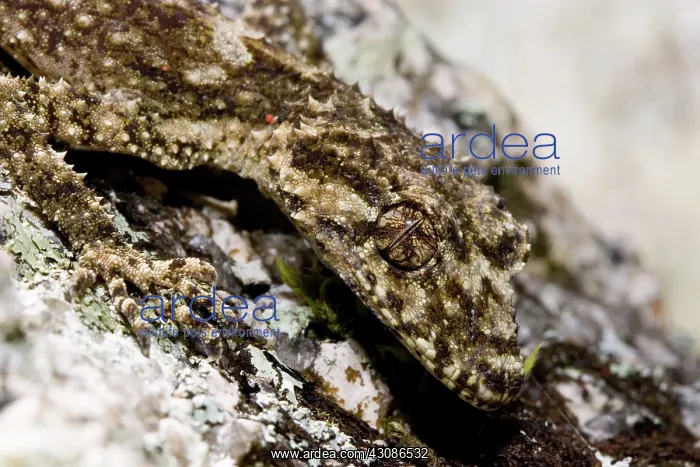 : Border Leaf-tailed Gecko : Border Leaf-tailed Gecko