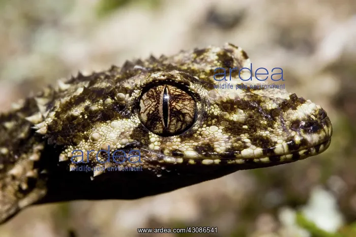 : Border Leaf-tailed Gecko : Border Leaf-tailed Gecko