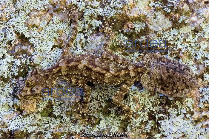 : Border Leaf-tailed Gecko (Camouflaged) : Border Leaf-tailed Gecko (Camouflaged)