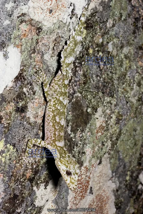 : Border leaftail gecko : Border leaftail gecko