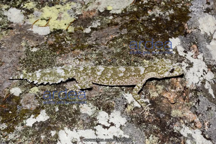 : Border leaftail gecko : Border leaftail gecko
