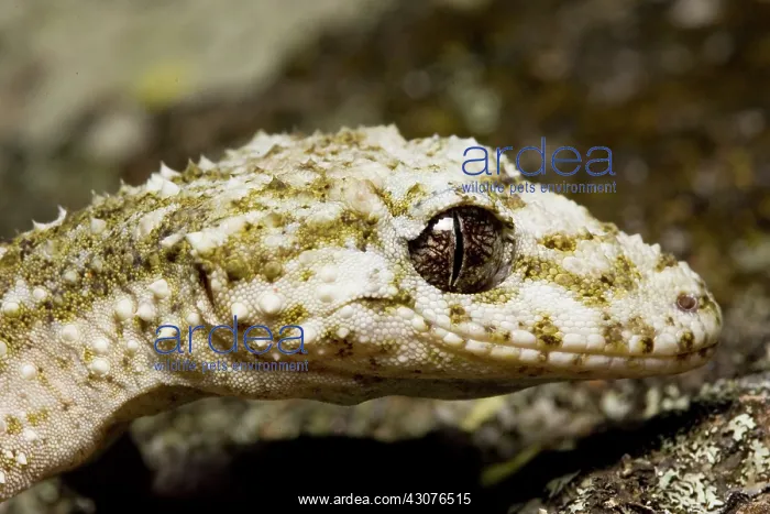 : Border leaftail gecko : Border leaftail gecko
